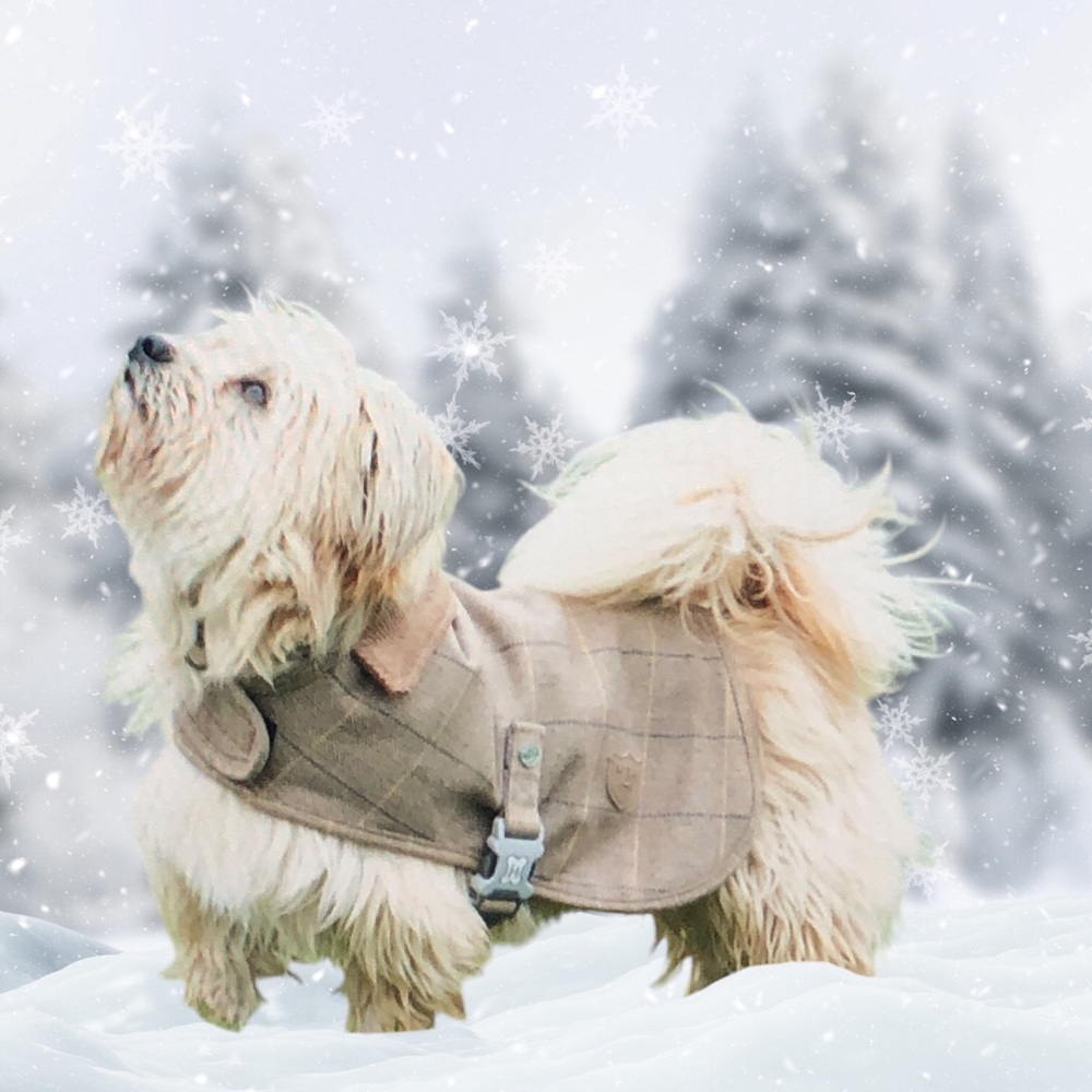 Hugo & Hudson DOG Couture Wool Blend Camel Cognac Plaid Tweed Jacket  M, L